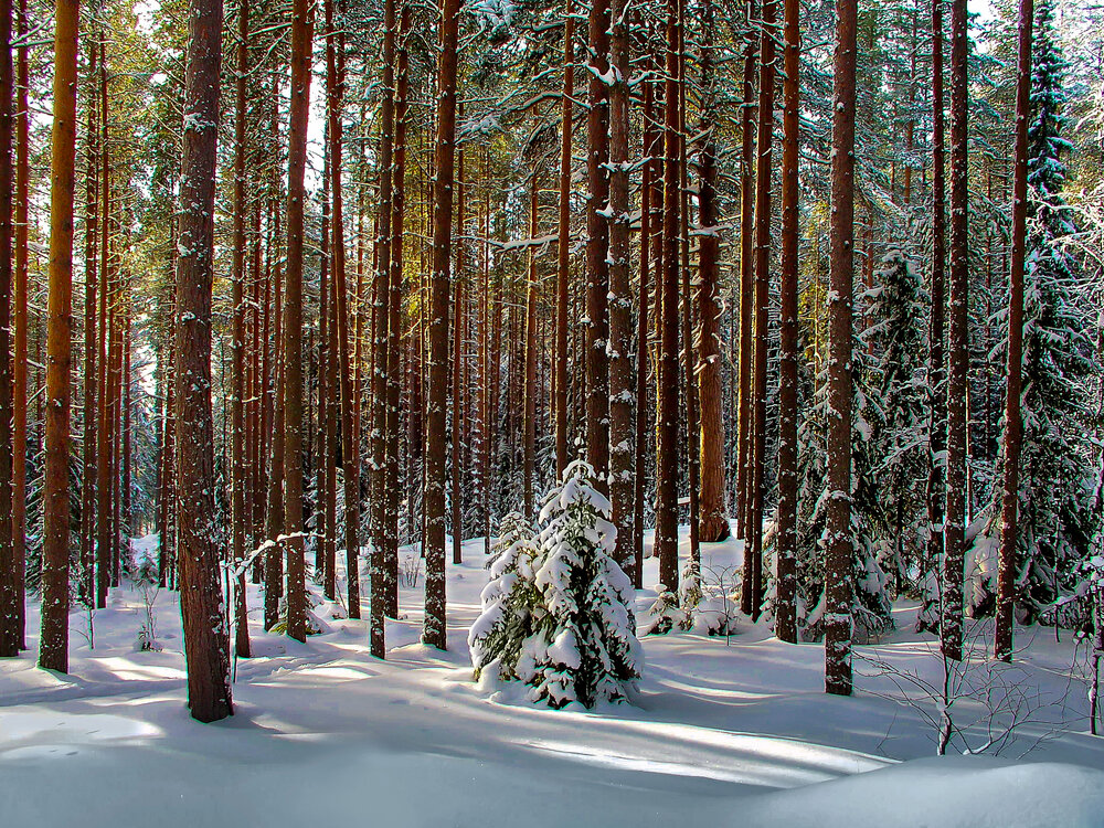 Photograph by Валентин Кузьмин