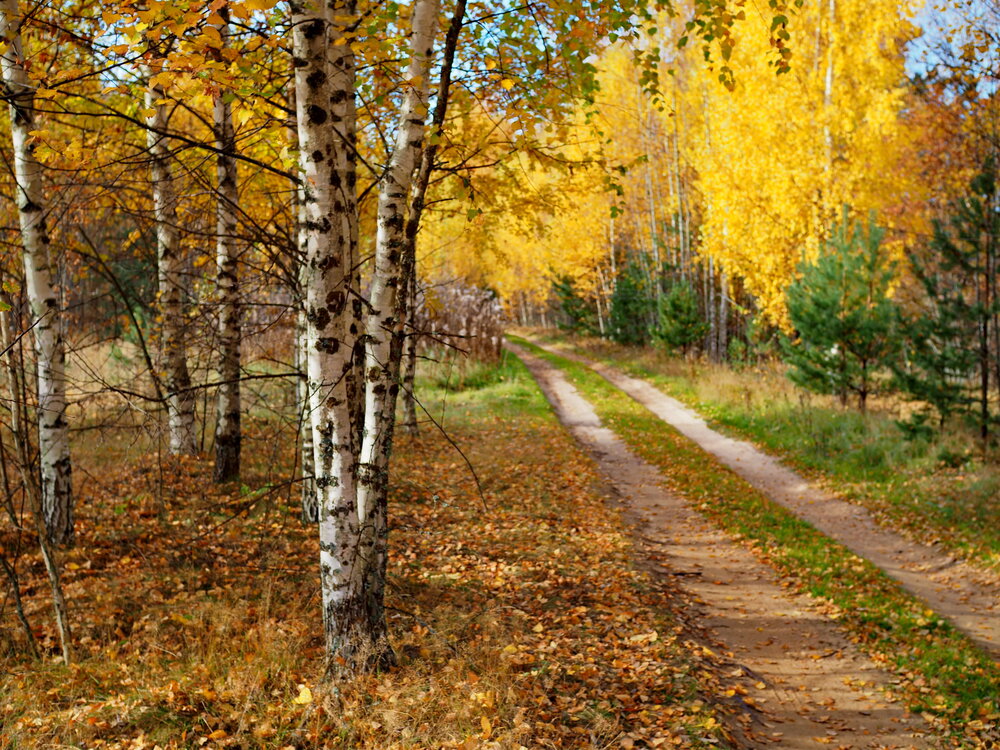 Дорога в осень.