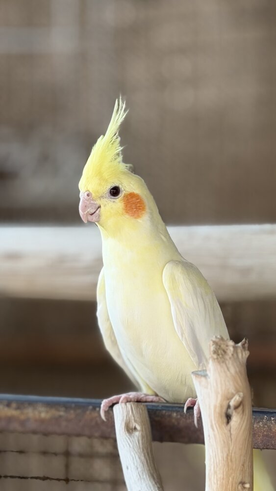 Photograph by Waleed Yousuf Alwahaibi