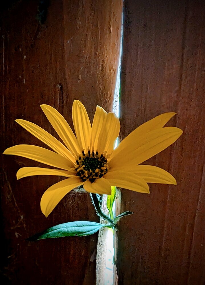 Photograph by Сергей Шевырин