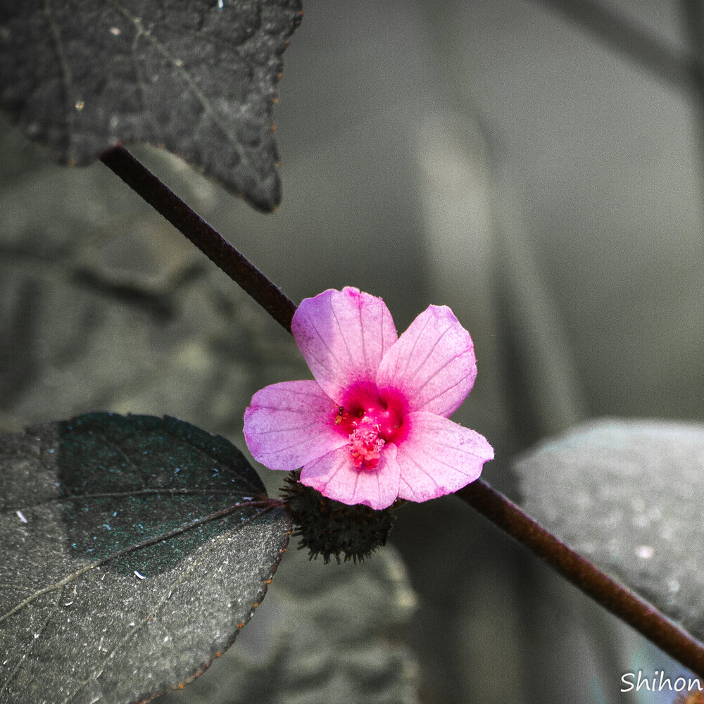 Photograph by Shifatul Shihon