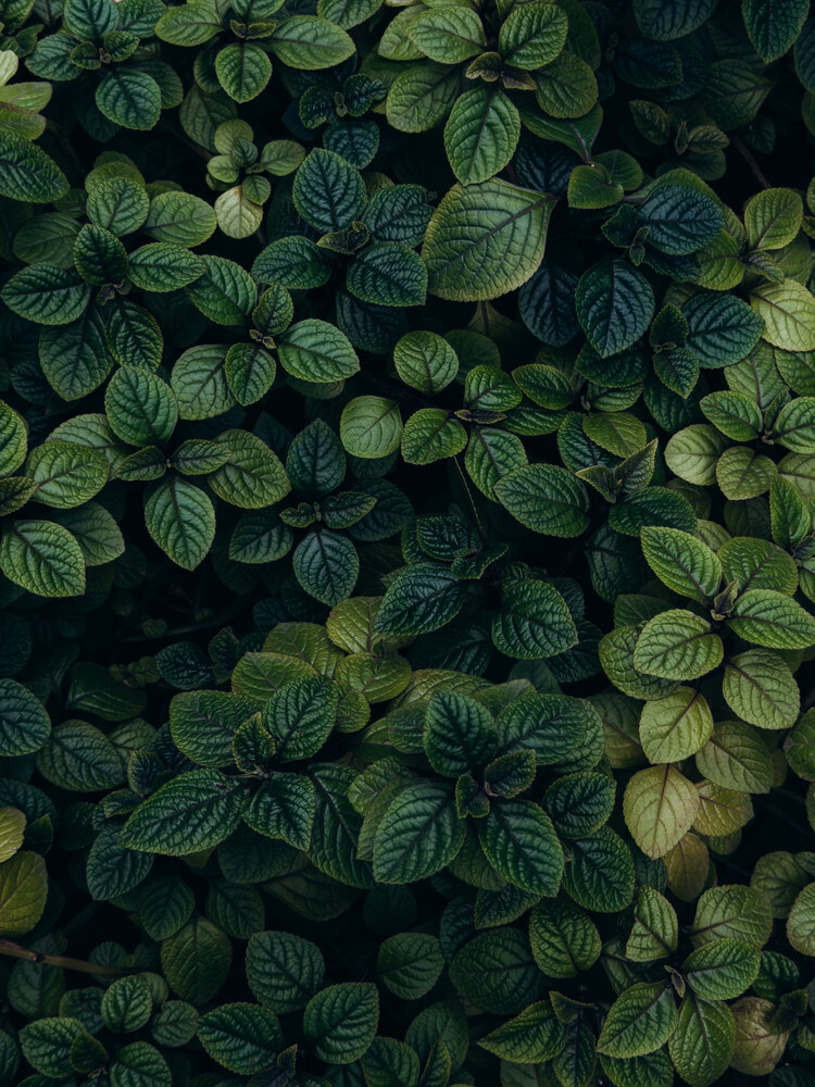 Photograph by Алиса Нежинская