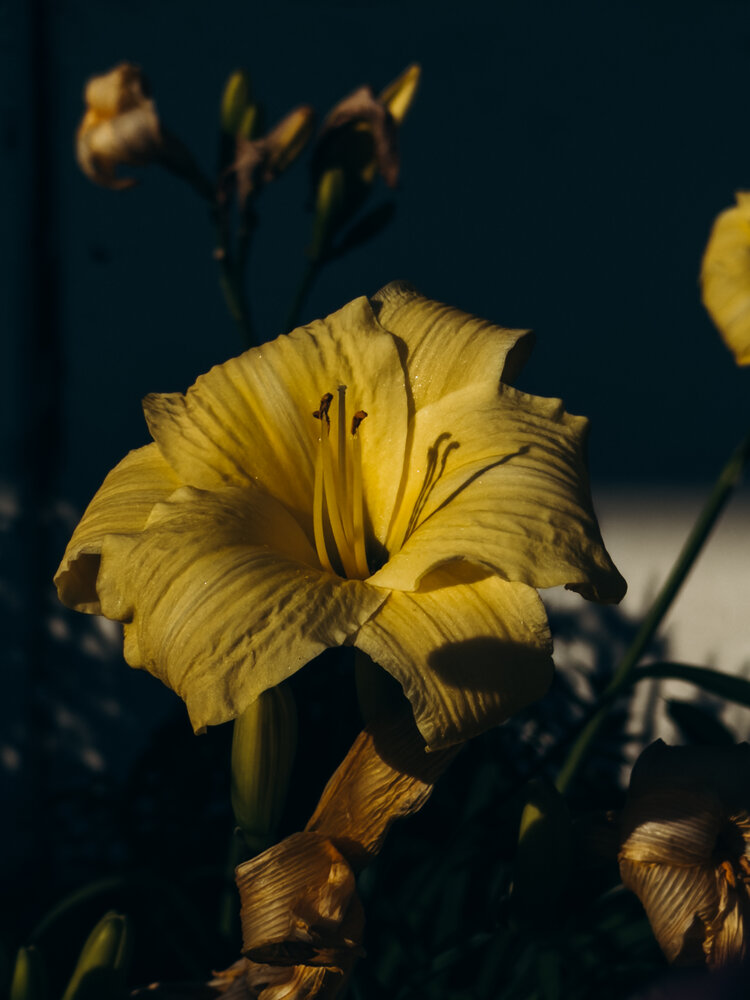 Photograph by Алиса Нежинская
