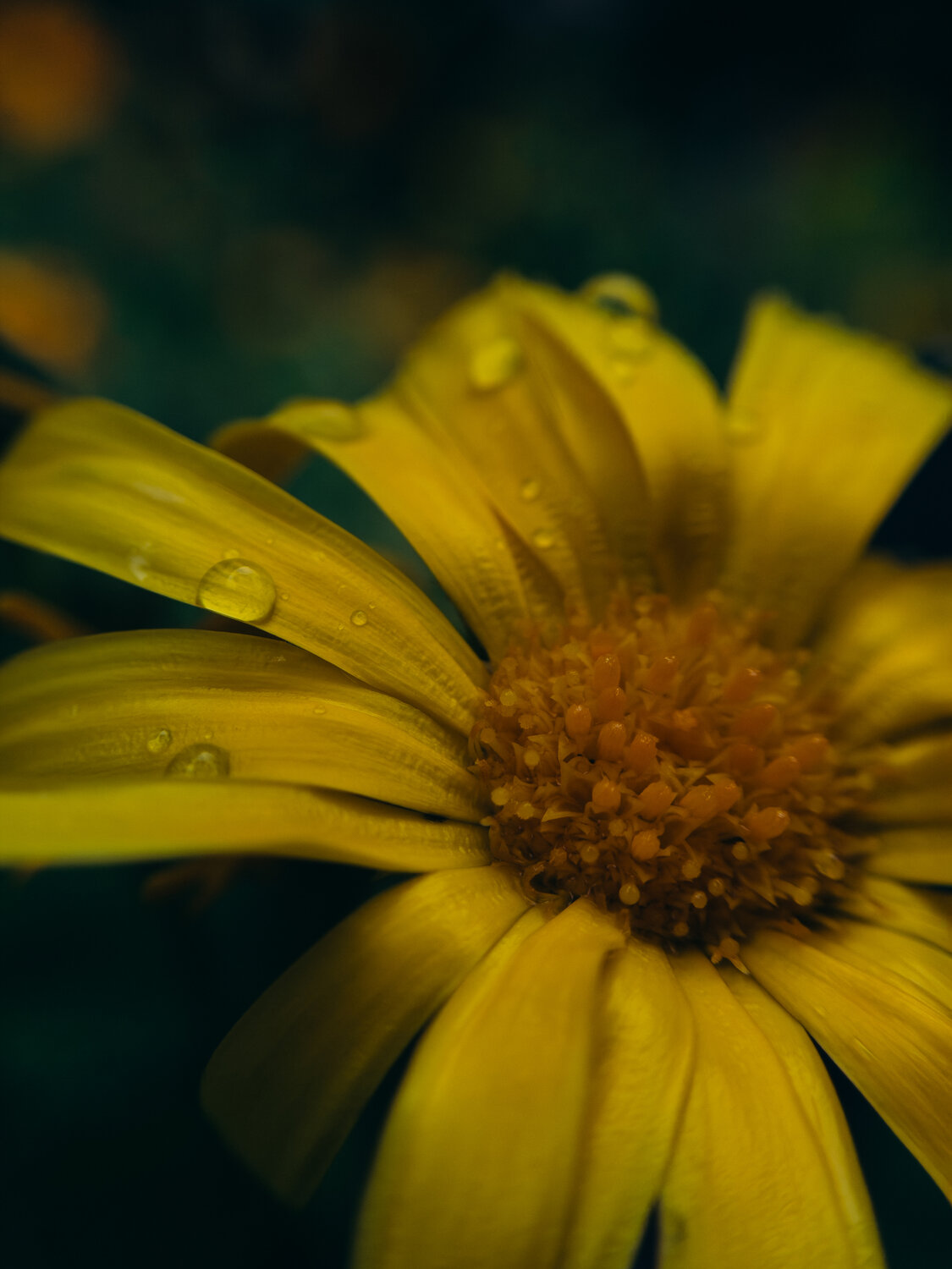 Photo #13807532