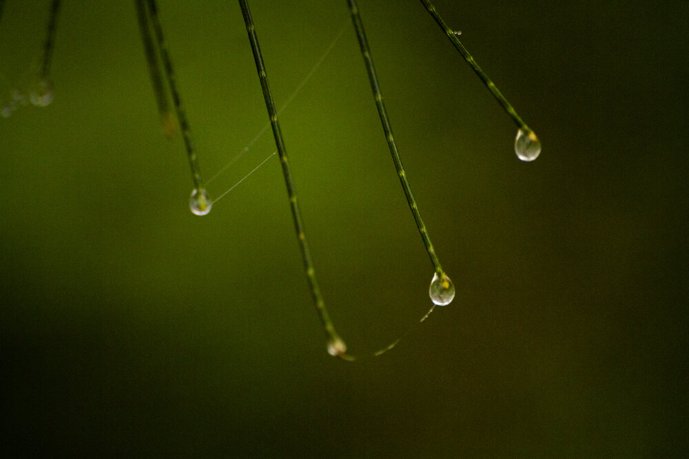 Photograph by Shifatul Shihon