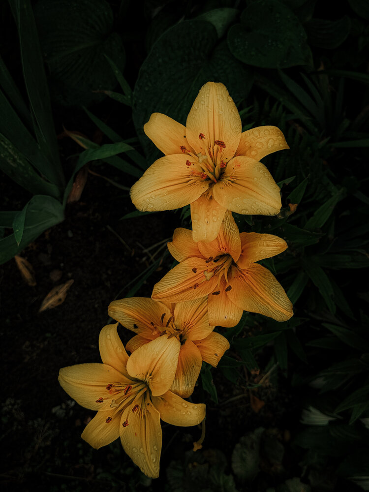 Photograph by Анна Пигулевская