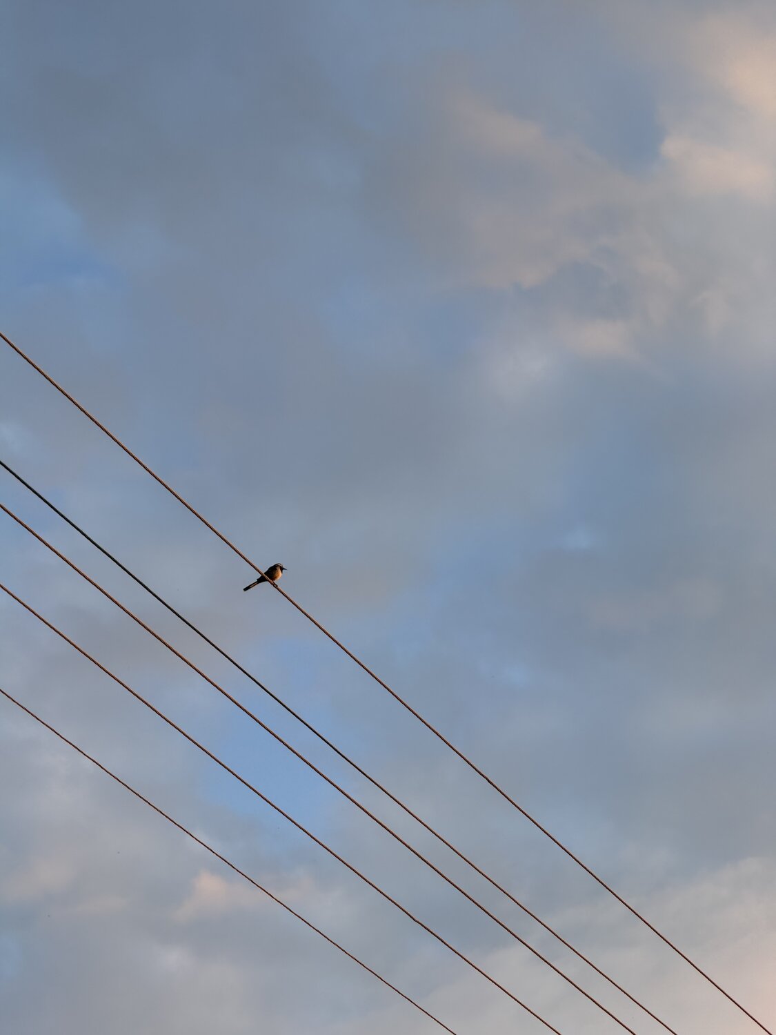 Photo #13807786