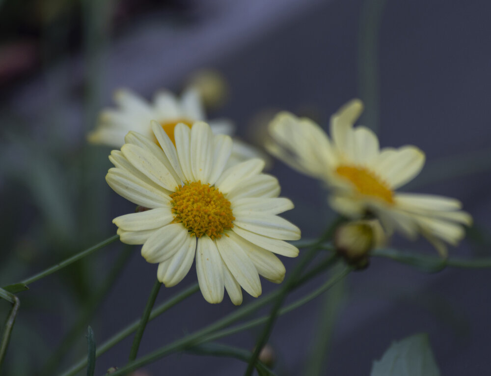 Photograph by Елена Фурашова