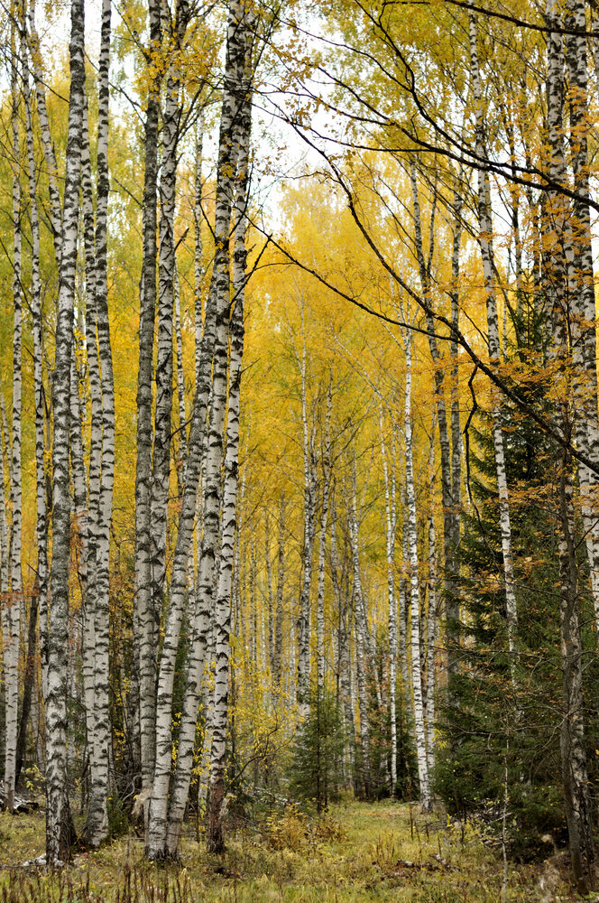 Photograph by Андрей Пляскин