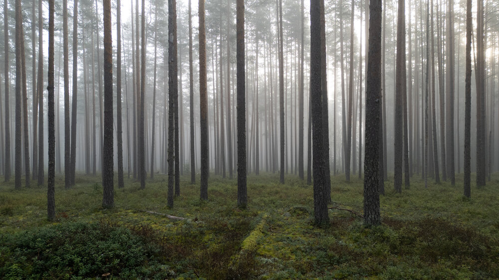 Photograph by Илья Юфа