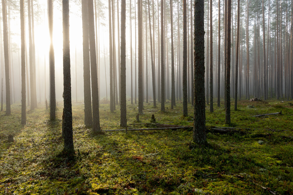 Photograph by Илья Юфа