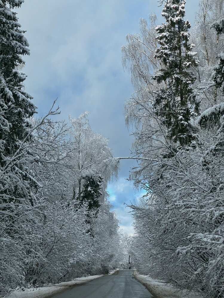 Дорога в лесу