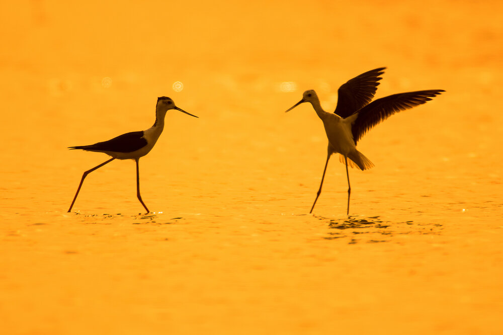 Photograph by Shalini Jain