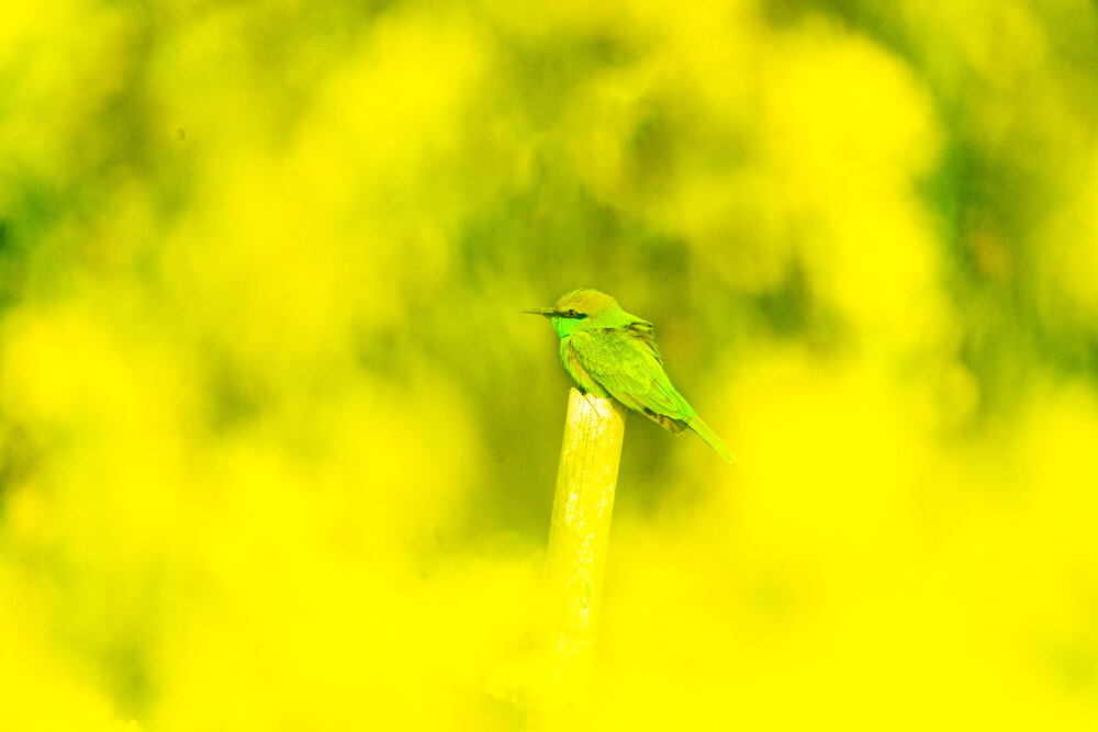 Photograph by Asamanj Maiti