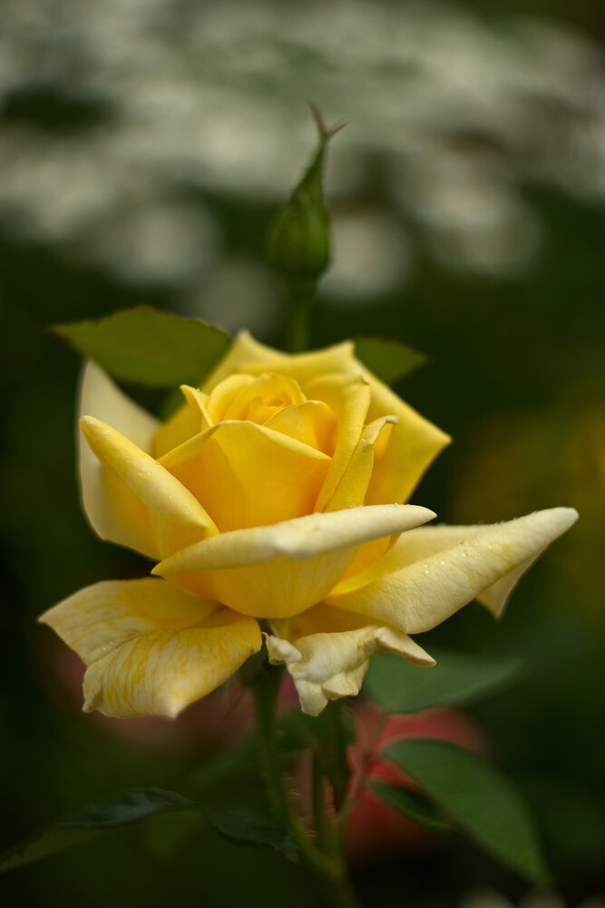 Photograph by Юрий Кашлевский