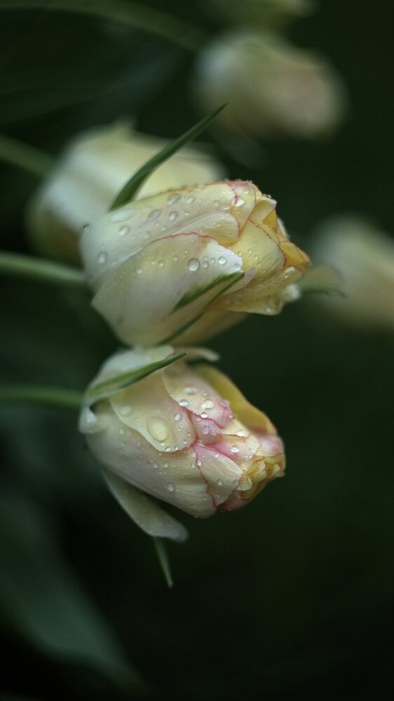 Photograph by Юрий Кашлевский