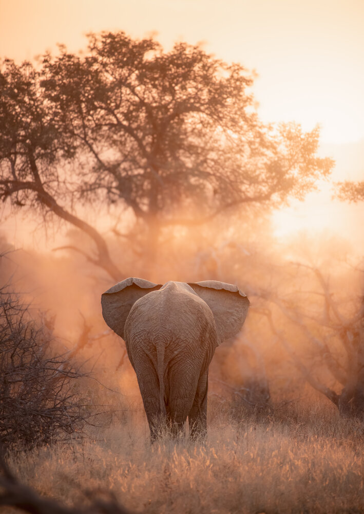 Golden Contours