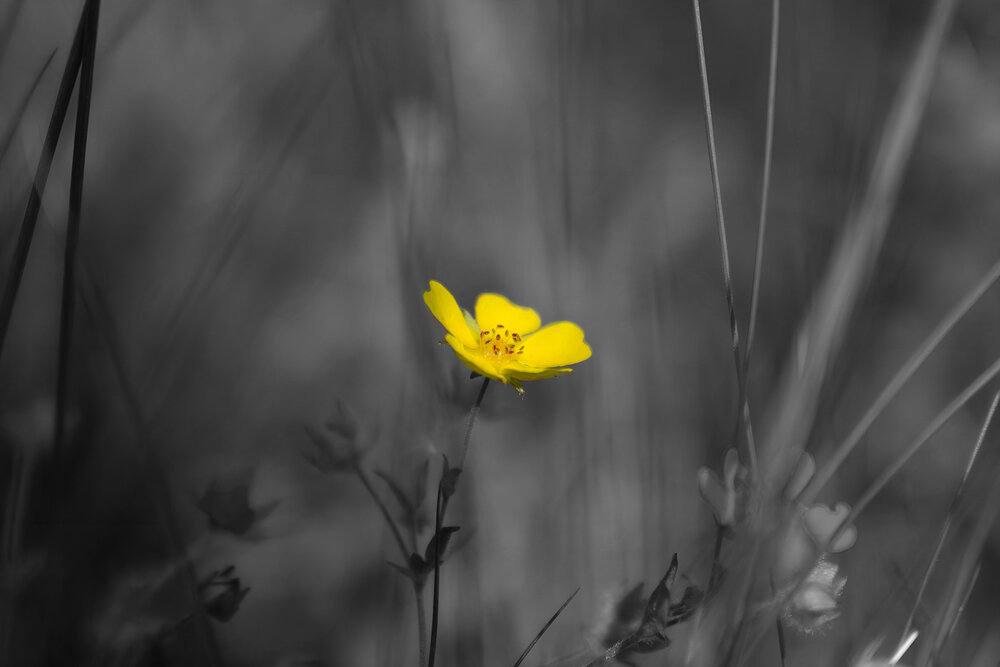 Photograph by Ирина Шибитова