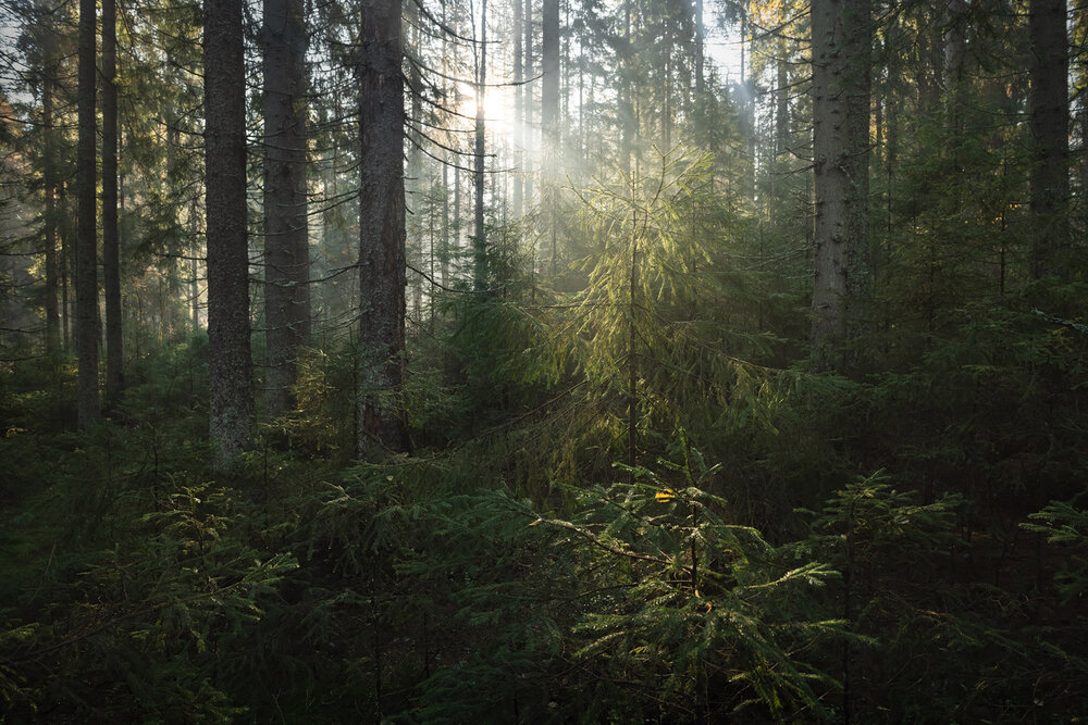 Photograph by Арсений Кашкаров