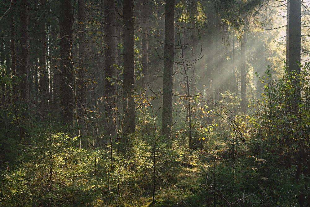 Photograph by Арсений Кашкаров