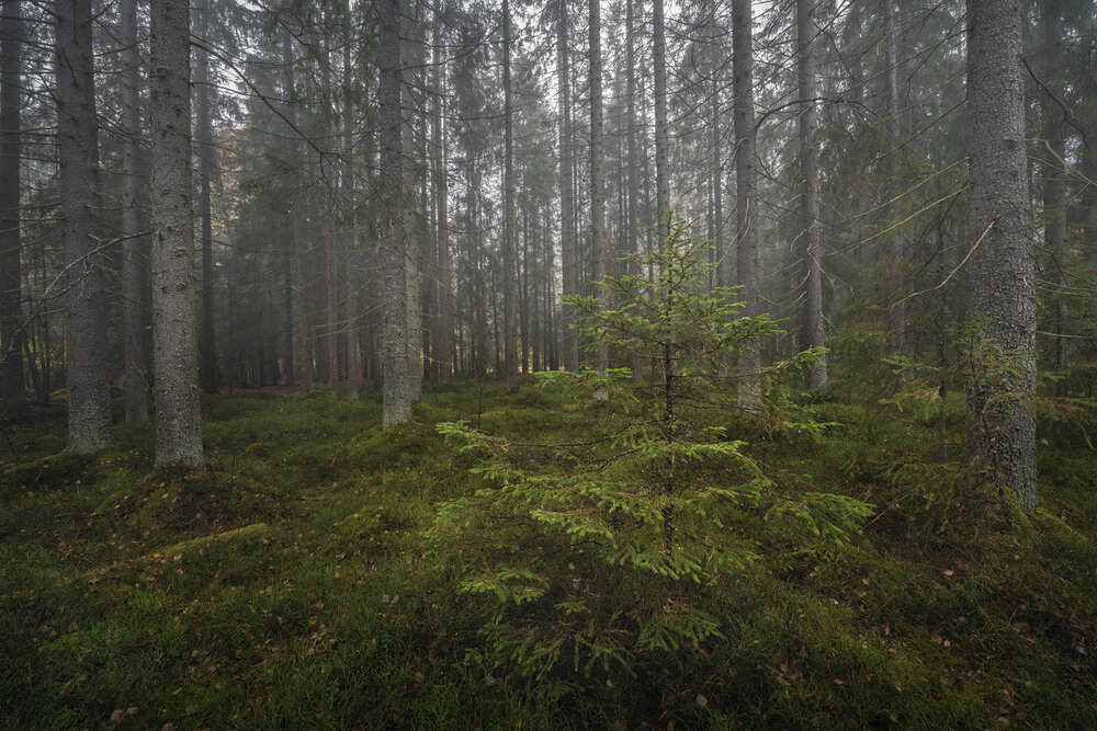 Photograph by Арсений Кашкаров