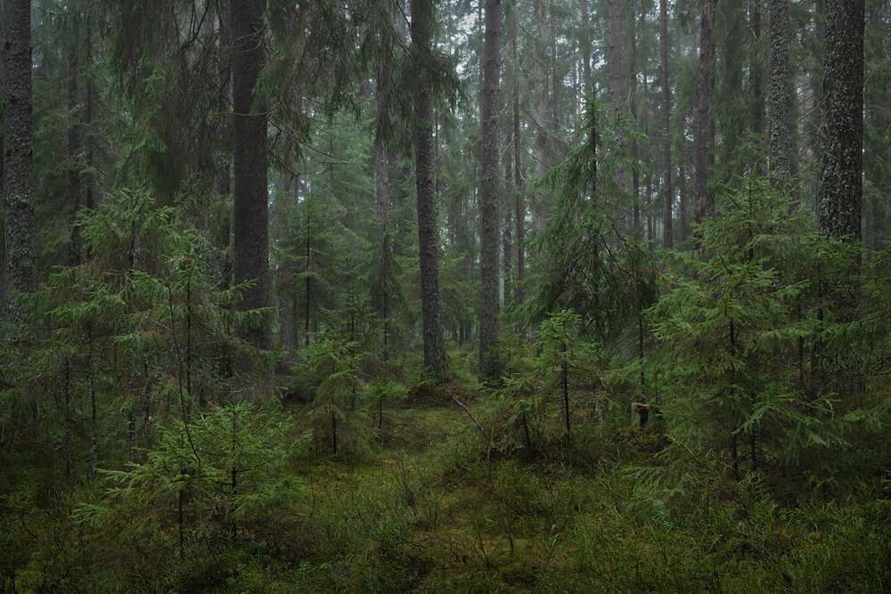 Photograph by Арсений Кашкаров