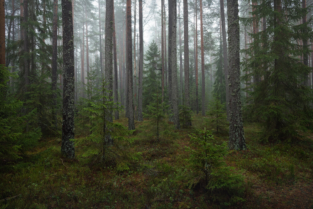 Photograph by Арсений Кашкаров