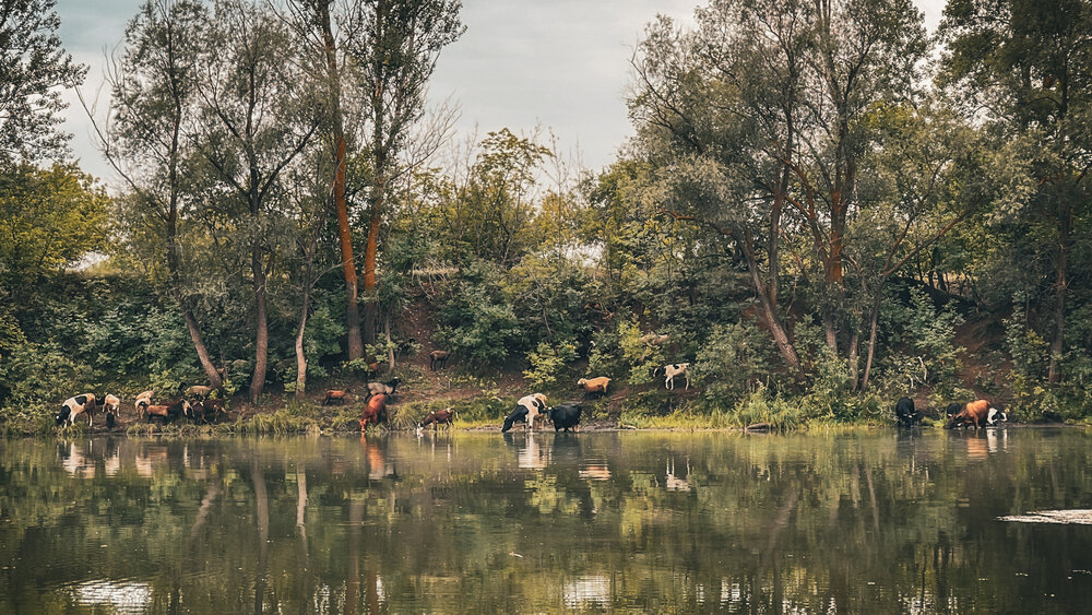 Фотография автора Светлана Смук
