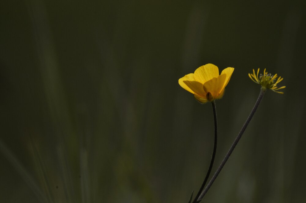 Photograph by Svetlana Timoshenko