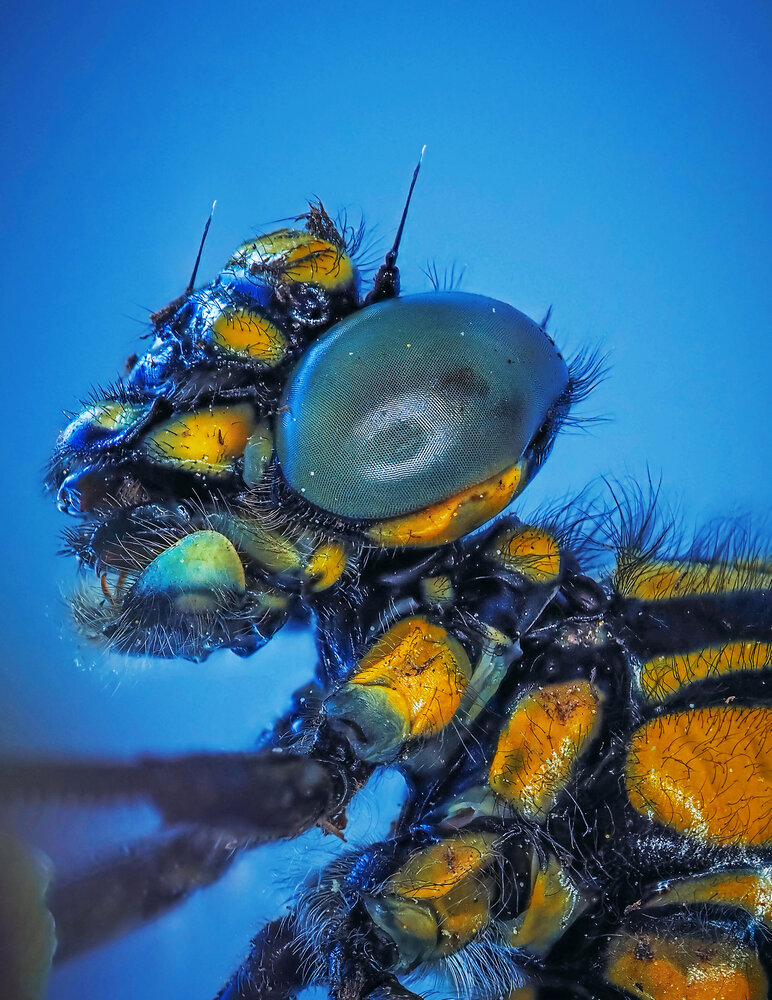 Photograph by Lapshina Vladlena