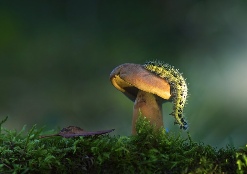 Photograph by Lapshina Vladlena