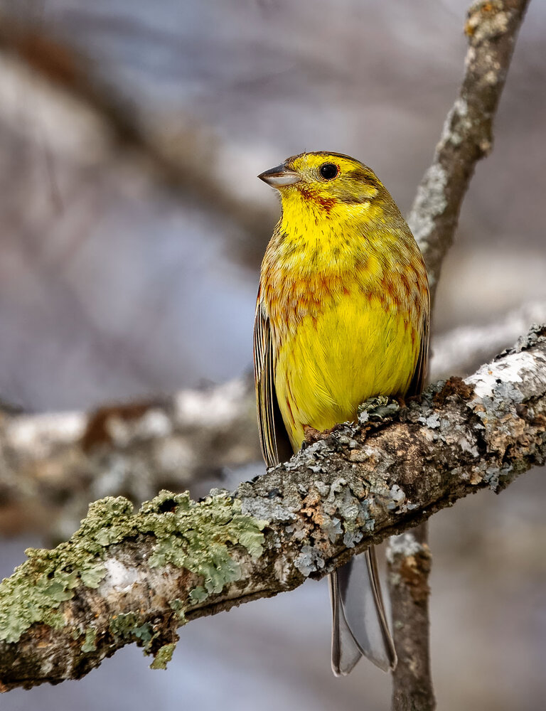 Emberiza citrinella × leucocephalos