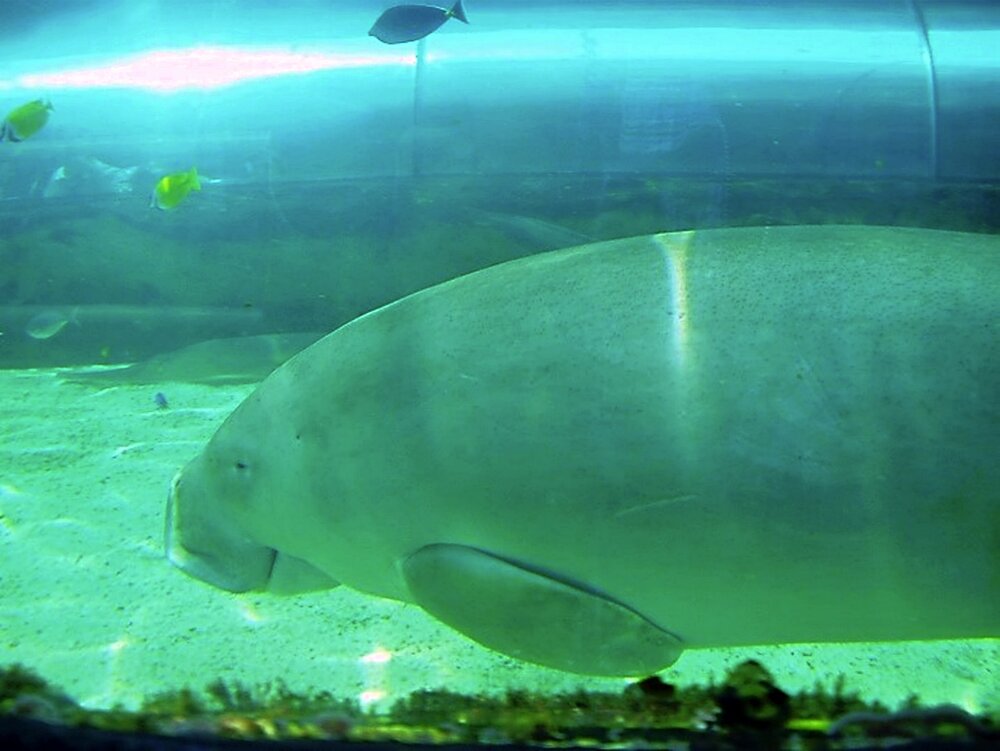 Underwater life
