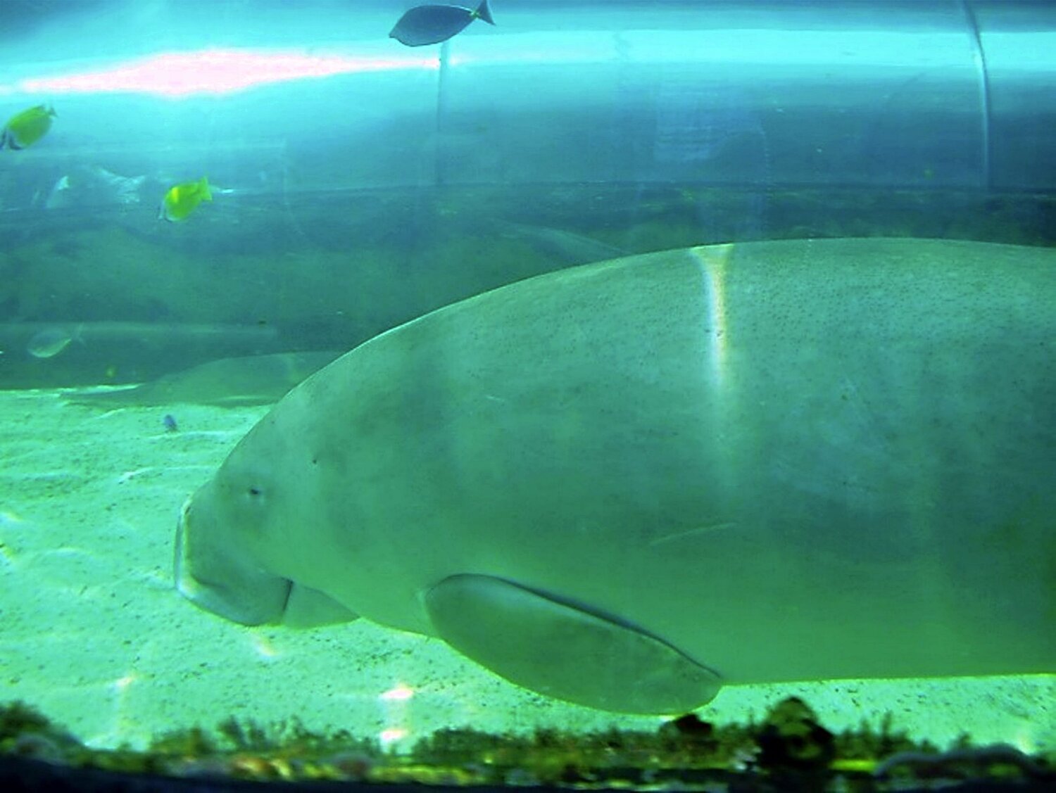 Underwater life