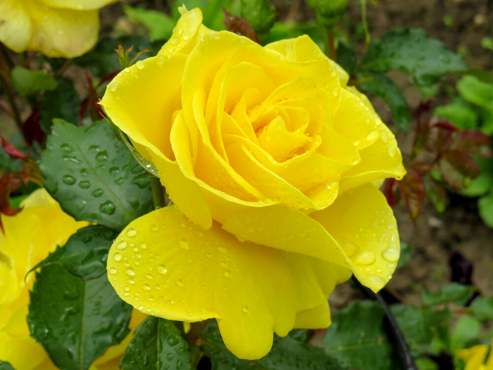 A yellow rose in raindrops