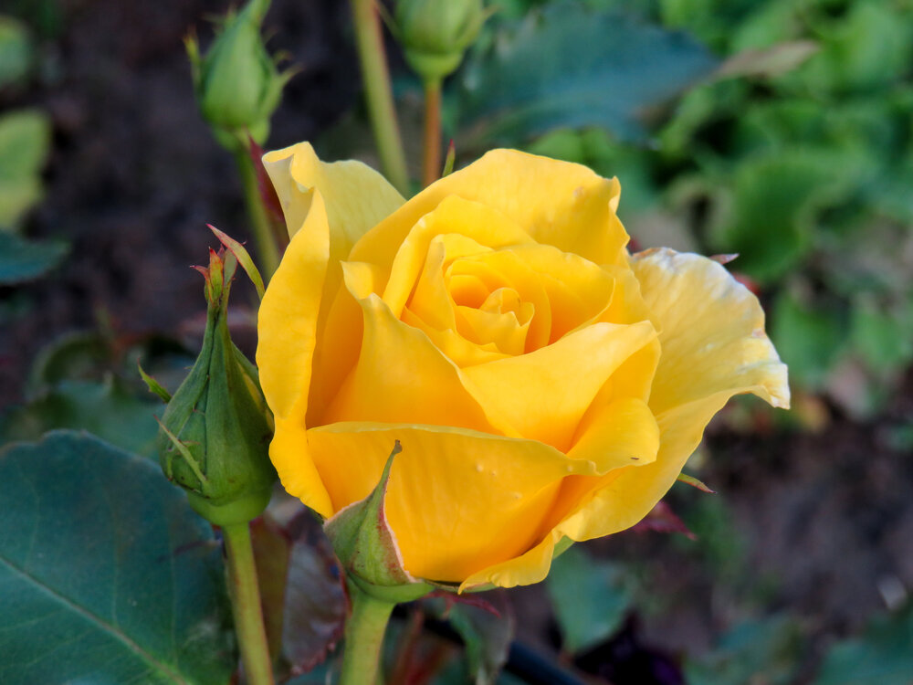 Yellow Rose
