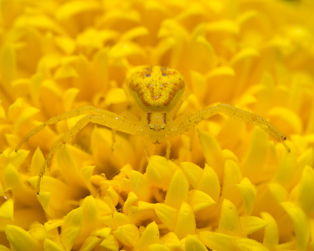 Invisible Yellow