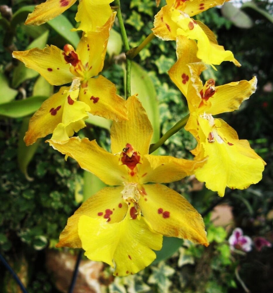 Butterfly orchid