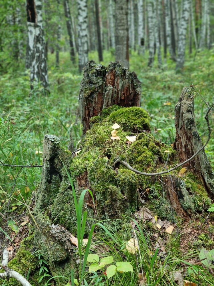 Фотография автора Татьяна Шарлап