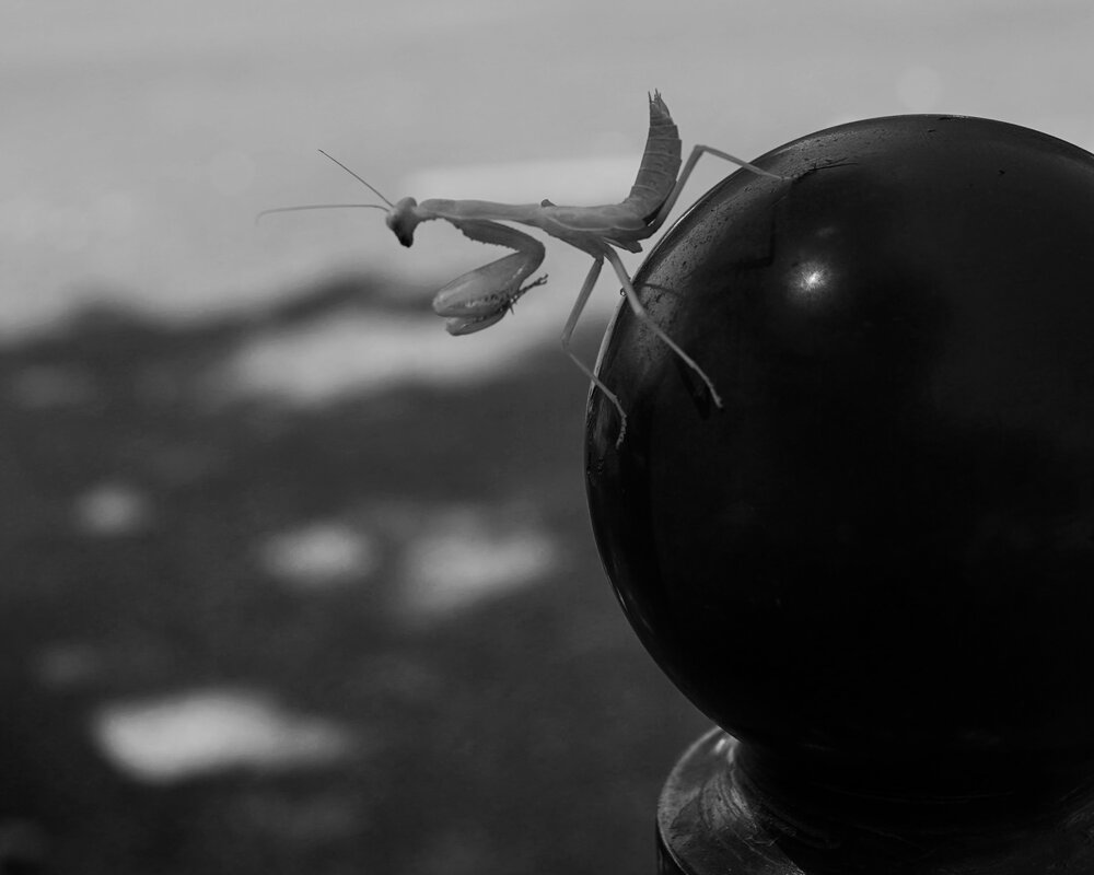 Photograph by Marina Odintsova