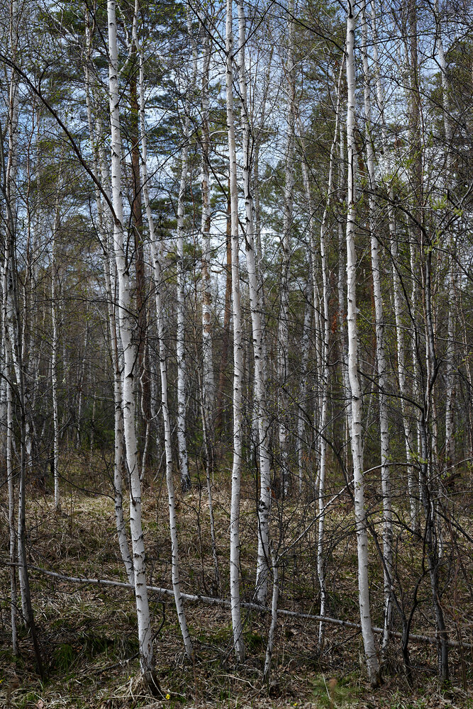 Photograph by Сергей Анисимов