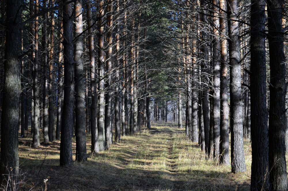 Photograph by Мария Черепкова