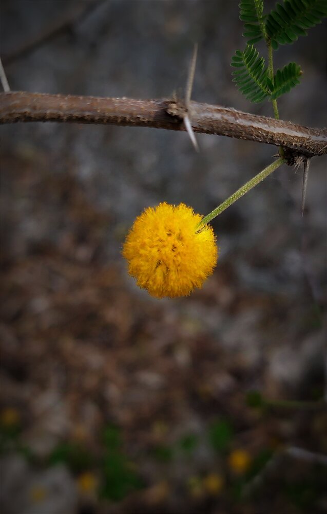 Photograph by ELLA BROD