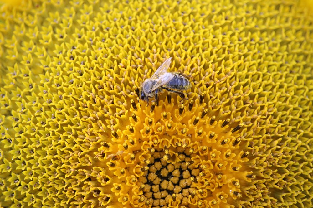 Photograph by Галина Мазур