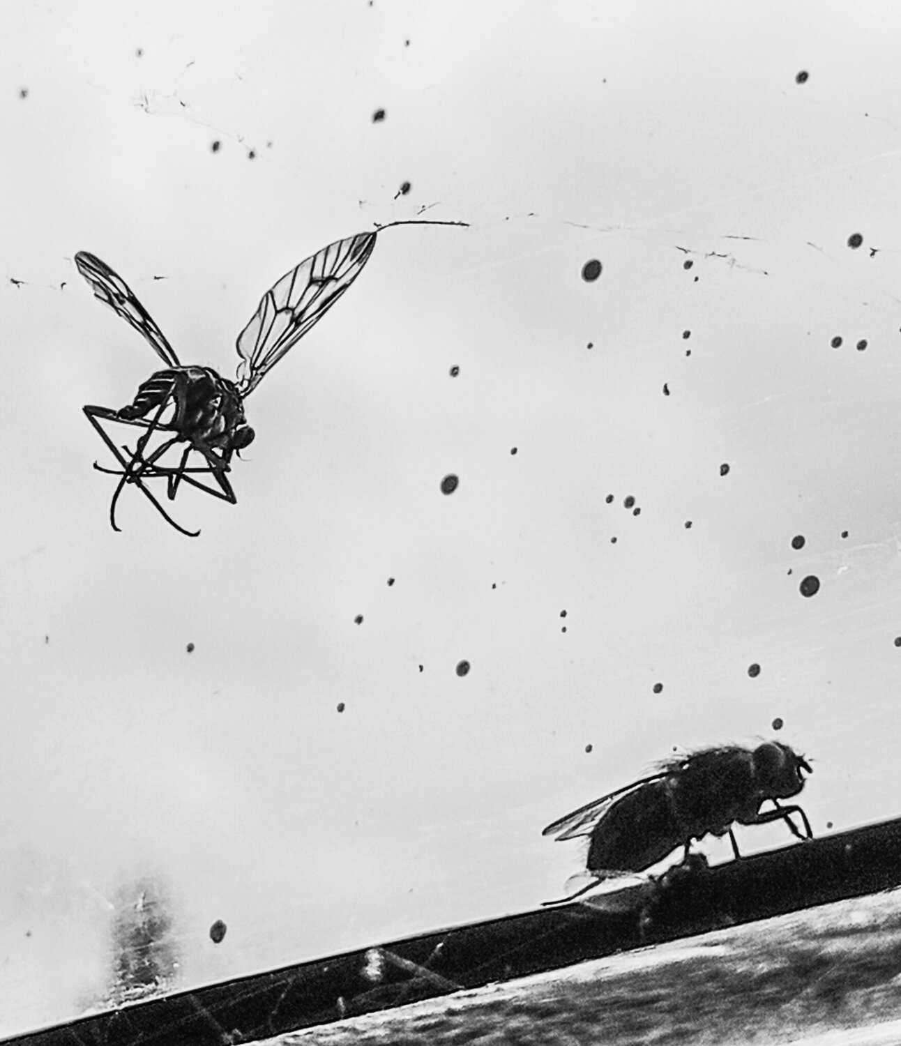 Photo #13810872
