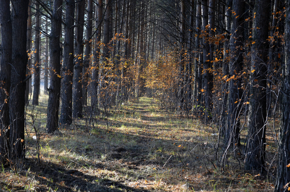 Photograph by Мария Черепкова
