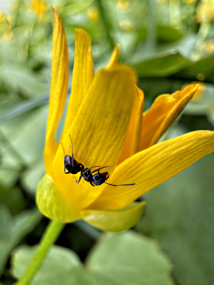 Photograph by Елена Чулюнина