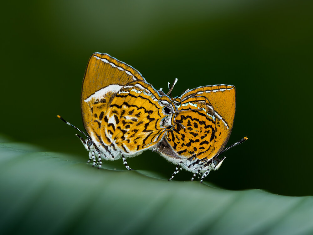 Mating of Monkey Puzzle Butterflies