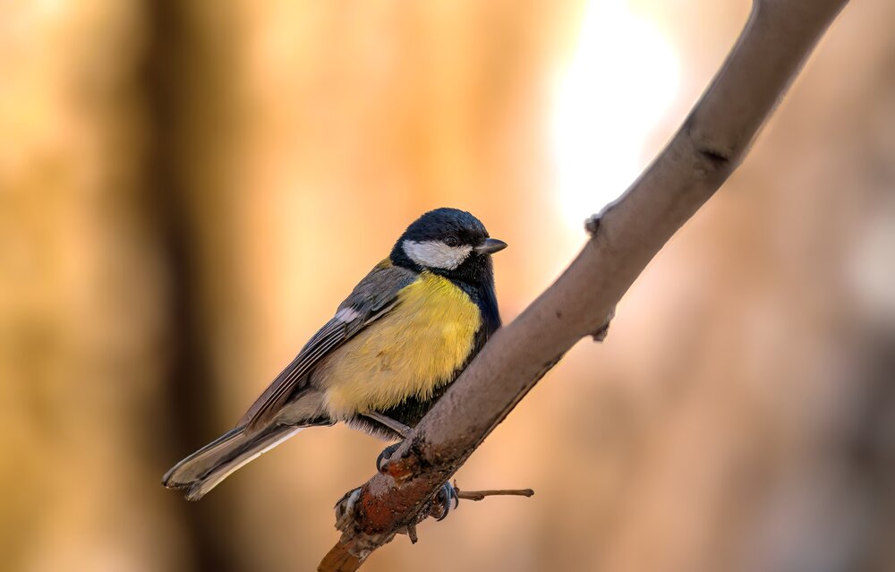 Photograph by Mehdi Reihani