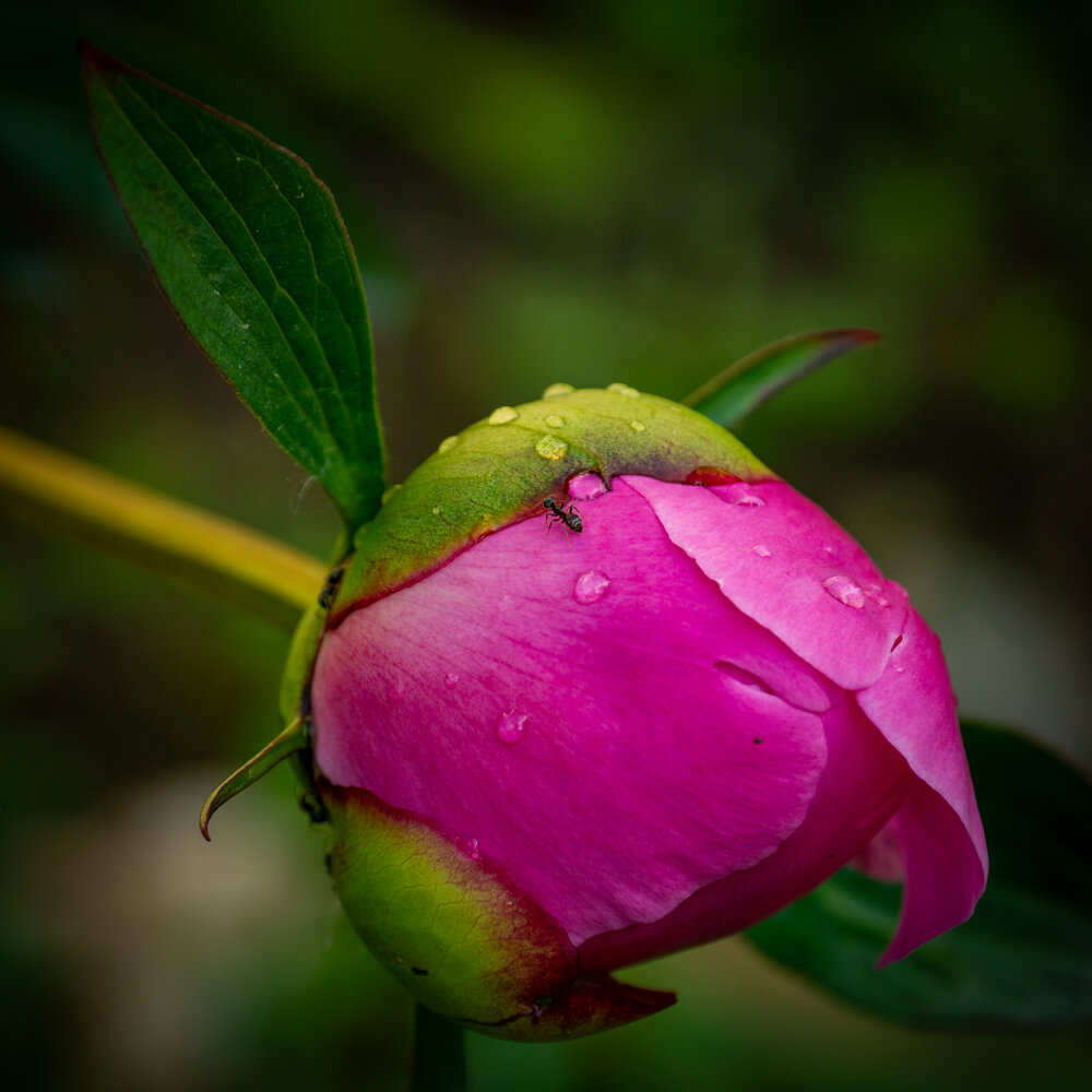 Photograph by Игорь Максимов